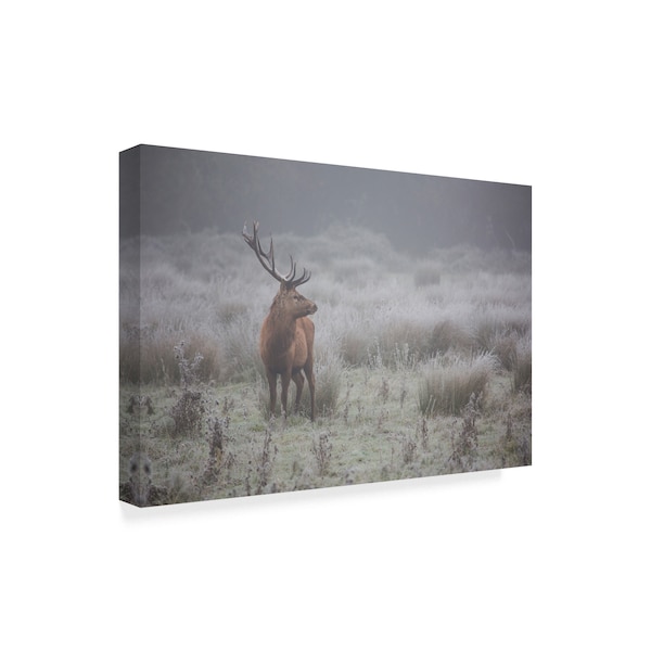 Aitor Badiola 'Prideful Deer' Canvas Art,22x32